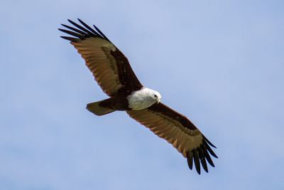 Low angle view of eagle flying in sky