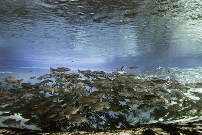 View of birds in sea