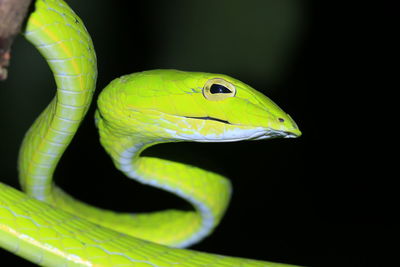 Green snake8