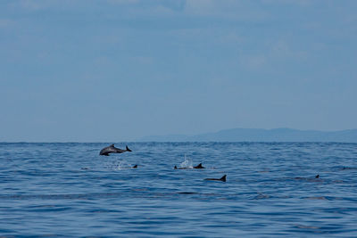 School of dolphins jumping