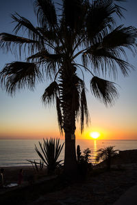 Silhouette palm tree on beach against sky at sunset