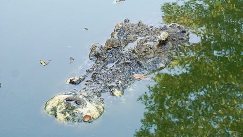 High angle view of crocodile swimming in lake