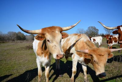 Portrait of cow on field