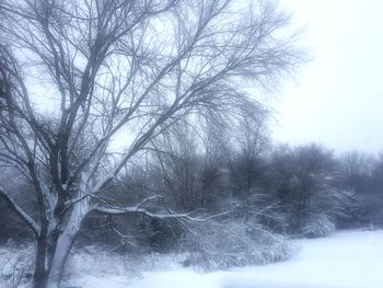 Bare trees on snow covered landscape