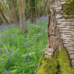 Purple flowering plants on land in forest