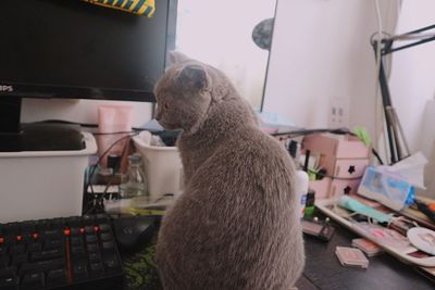 Close-up of cat looking at camera