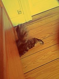 Cat sleeping on couch