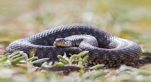 Close-up of snake