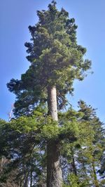 Low angle view of trees against sky