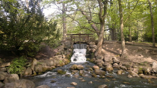 Trees in forest