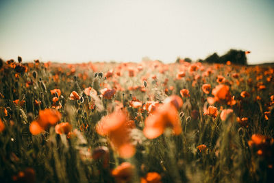 Close-up of flowering plants on field against clear sky