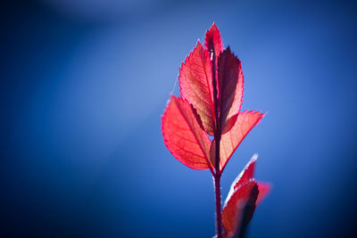 Close-up of red maple leaves against blue sky