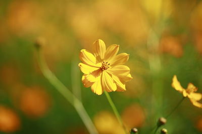 Close-up of yellow flowering plant