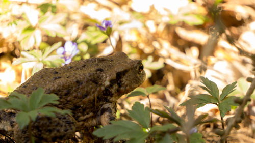 Close-up of a toad