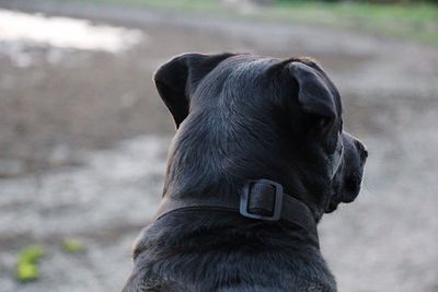 Close-up of a dog looking away