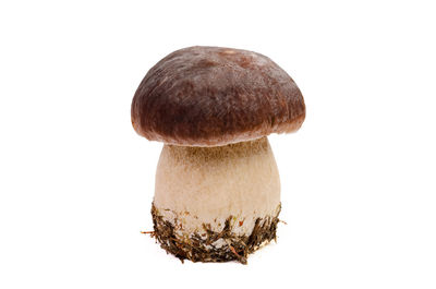 Close-up of mushrooms against white background