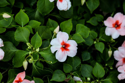 Close-up of white flowering plant