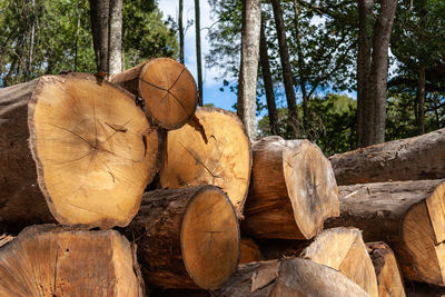 Stack of logs in forest