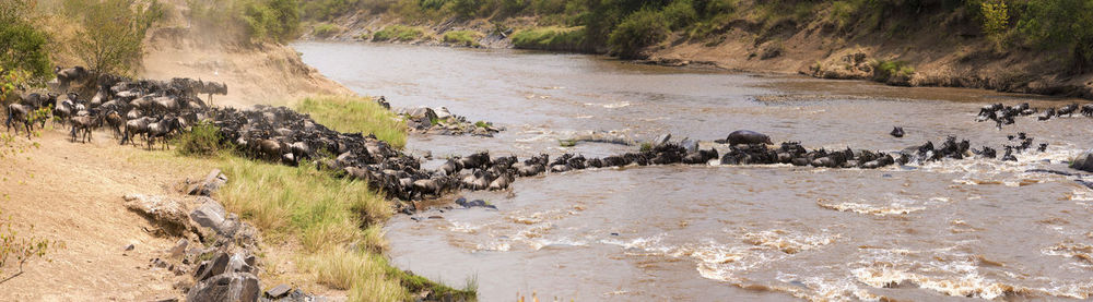 High angle view of ducks on riverbank
