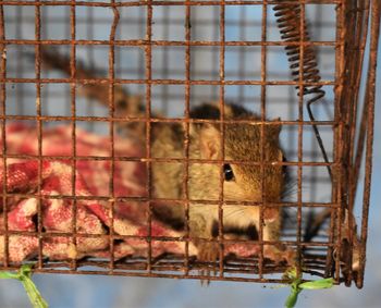 Close-up of squirrel in cage