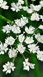 Close-up of white flowering plants