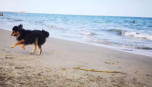 Dog on beach