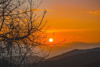 Silhouette tree against orange sky