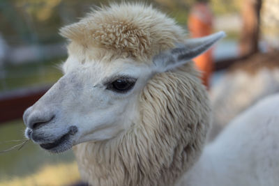 Close-up of alpaca at zoo