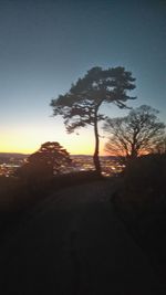 Silhouette of tree at sunset