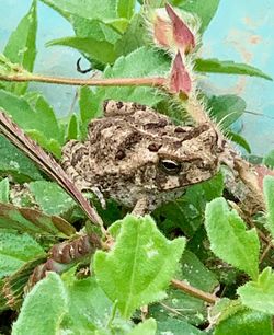 Close-up of frog on leaves