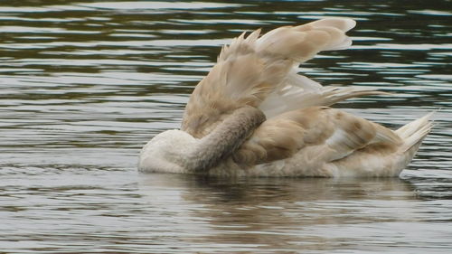 Swan swimming in lake