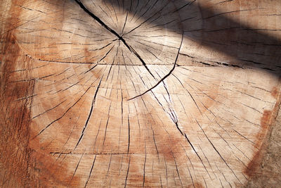 Full frame shot of tree stump