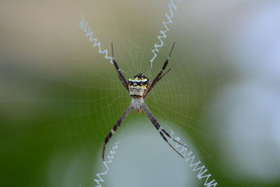 Close-up of spider web