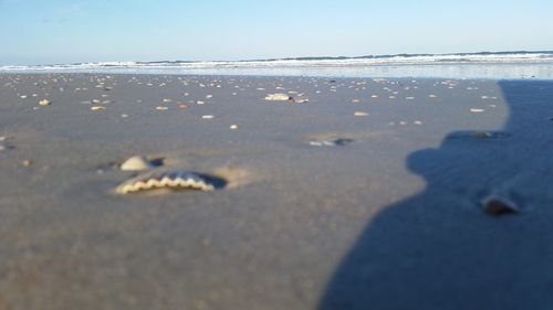 Close-up of sea shore against clear sky