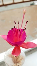 Close-up of pink flower