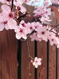 Close-up of pink cherry blossoms