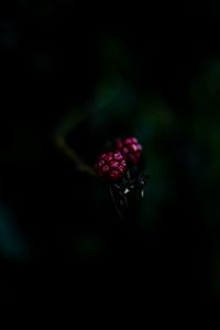 Close-up of red berries on plant