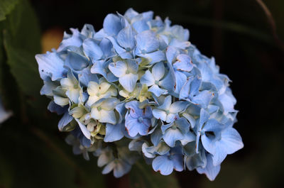 Close-up of purple hydrangea flowers