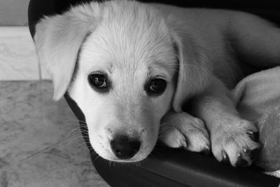 Close-up portrait of dog relaxing at home