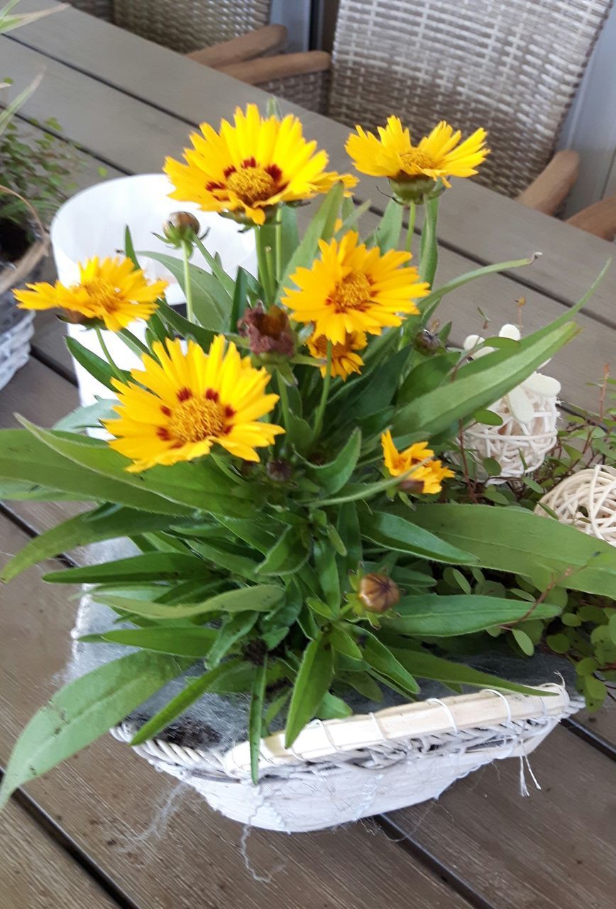 HIGH ANGLE VIEW OF YELLOW FLOWER ON TABLE