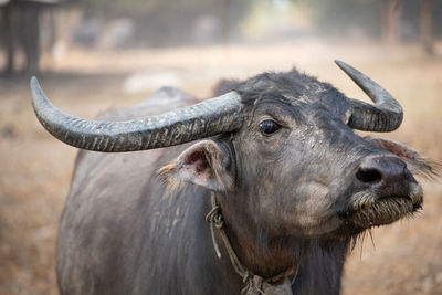 Thai buffalo