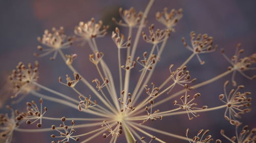 Close-up of flowers against blurred background