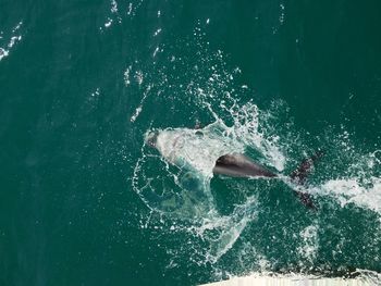 Man swimming in sea