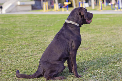 Dog on grassy field