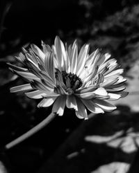 Close-up of flower blooming outdoors