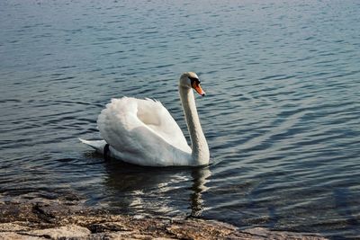 Swan swimming on lake