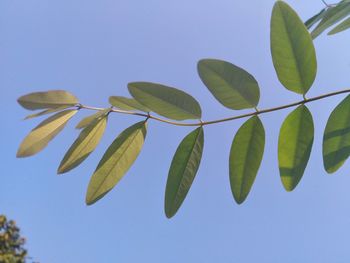 Low angle view of leaves against clear blue sky