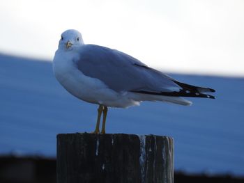 Close-up of seagull perching on wooden post