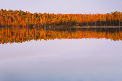 First light on forest on a still lake, sweden