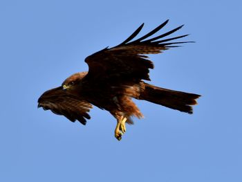 Low angle view of eagle flying in sky